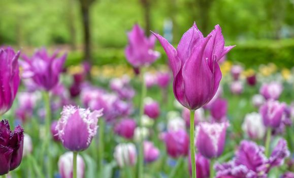 Rows of tulips and other flowers in a garden in the Netherlands.