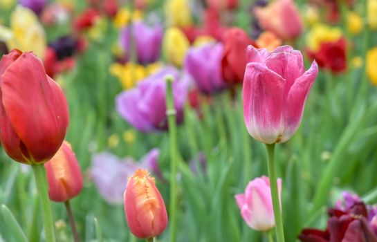 Rows of tulips and other flowers in a garden in the Netherlands.