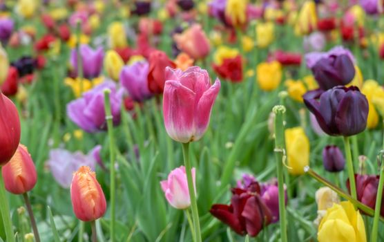 Rows of tulips and other flowers in a garden in the Netherlands.