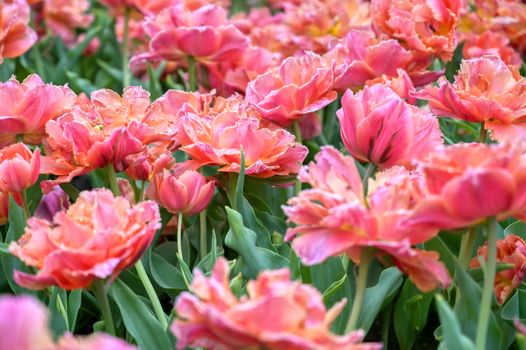 Rows of tulips and other flowers in a garden in the Netherlands.