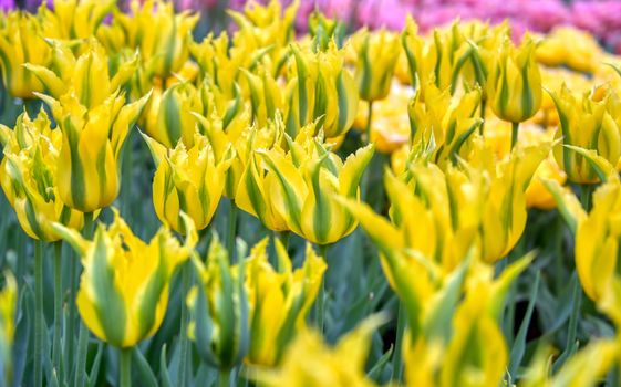 Rows of tulips and other flowers in a garden in the Netherlands.