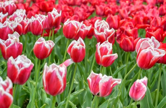 Rows of tulips and other flowers in a garden in the Netherlands.