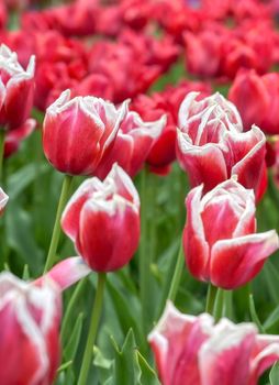 Rows of tulips and other flowers in a garden in the Netherlands.