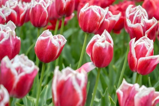 Rows of tulips and other flowers in a garden in the Netherlands.