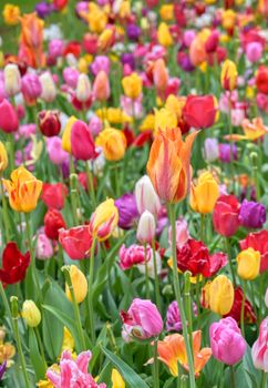 Rows of tulips and other flowers in a garden in the Netherlands.