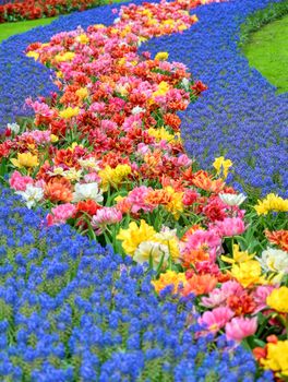 Rows of tulips and other flowers in a garden in the Netherlands.