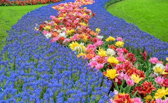 Rows of tulips and other flowers in a garden in the Netherlands.