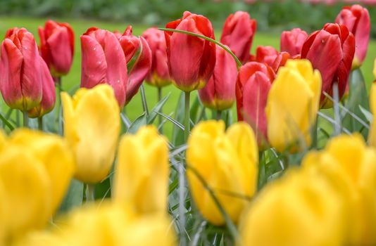 Rows of tulips and other flowers in a garden in the Netherlands.