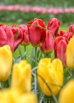 Rows of tulips and other flowers in a garden in the Netherlands.