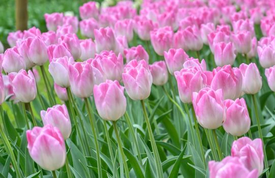 Rows of tulips and other flowers in a garden in the Netherlands.