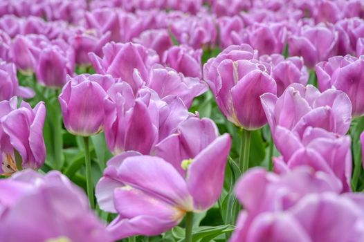 Rows of tulips and other flowers in a garden in the Netherlands.