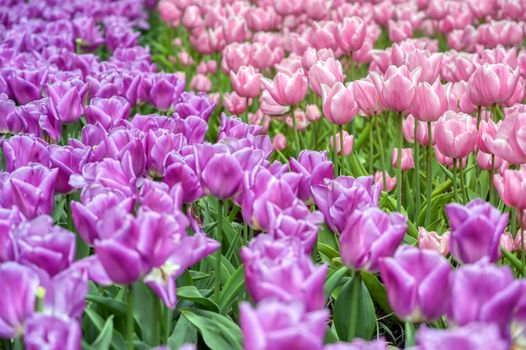 Rows of tulips and other flowers in a garden in the Netherlands.