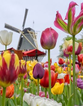 Tulips surrounding a windmill in the Netherlands.