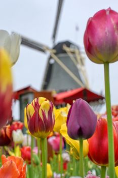 Tulips surrounding a windmill in the Netherlands.