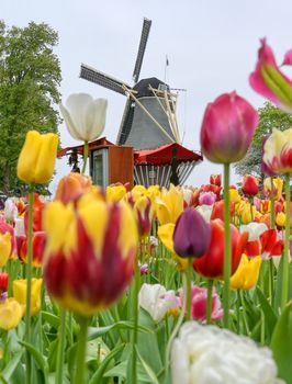 Tulips surrounding a windmill in the Netherlands.