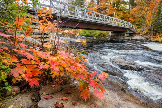 Close up view of a maple plant with red autumn leaves and distant bridge across rapid stream, Muskoka, Ontario