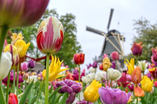 Tulips surrounding a windmill in the Netherlands.