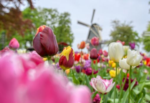 Tulips surrounding a windmill in the Netherlands.