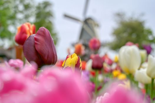 Tulips surrounding a windmill in the Netherlands.