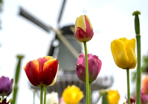 Tulips surrounding a windmill in the Netherlands.