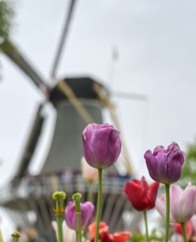 Tulips surrounding a windmill in the Netherlands.