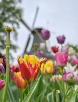 Tulips surrounding a windmill in the Netherlands.