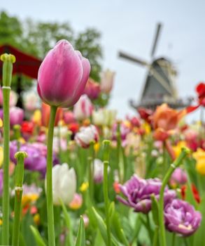 Tulips surrounding a windmill in the Netherlands.