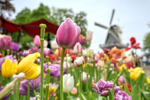 Tulips surrounding a windmill in the Netherlands.