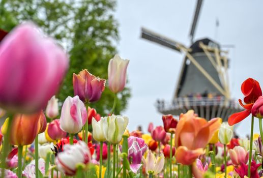 Tulips surrounding a windmill in the Netherlands.