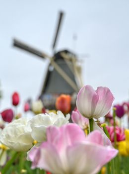 Tulips surrounding a windmill in the Netherlands.