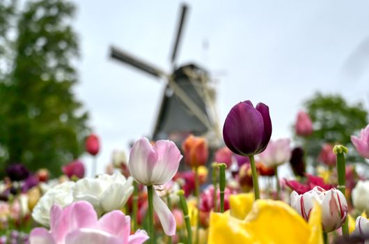 Tulips surrounding a windmill in the Netherlands.