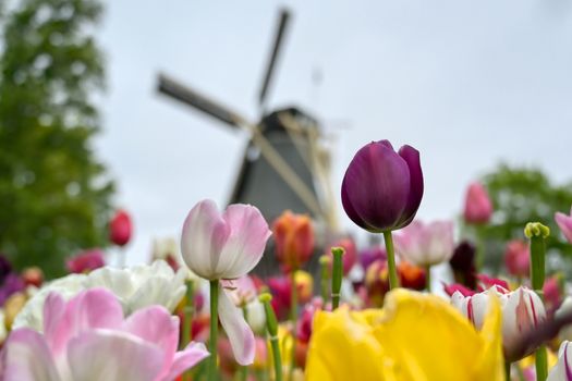 Tulips surrounding a windmill in the Netherlands.