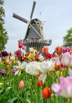 Tulips surrounding a windmill in the Netherlands.