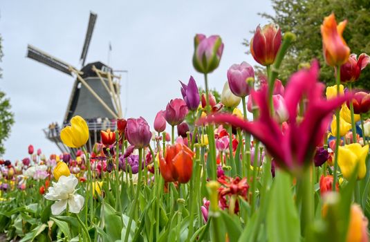 Tulips surrounding a windmill in the Netherlands.