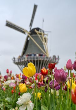 Tulips surrounding a windmill in the Netherlands.