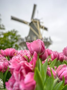 Tulips surrounding a windmill in the Netherlands.