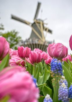 Tulips surrounding a windmill in the Netherlands.