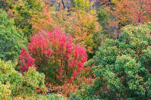 Close up view of red, orange, green and yellow-coloured fall trees near Dorset town, Canada