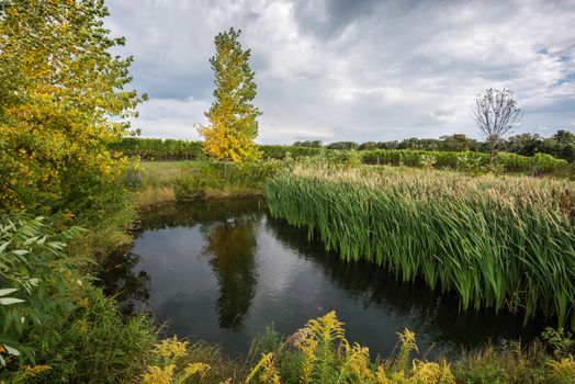 A pond, surrounded by fall trees and green grass, at a vineyard near Niagara-on-the-Lake, Canada