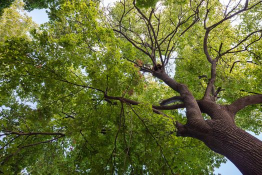 Bottom view of a crown of a huge green tree with nest, Niagara-on-the-Lake, Canada