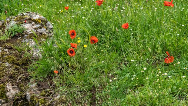 Diksmuide, Flanders, Belgium -  June 19, 2019: Historic WW1 Trenches, called Dodengang along IJzer River, shows gray-brown stone-hard sandbags, green grass, red poppies.