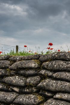 Diksmuide, Flanders, Belgium -  June 19, 2019: Historic WW1 Trenches, called Dodengang along IJzer River, shows gray-brown stone-hard sandbags, green grass, red poppies. Barbed wire fence.