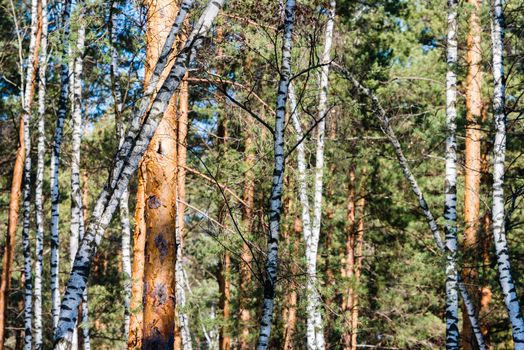 Early spring forest, full of birch and pine trees, plays with shadows and light