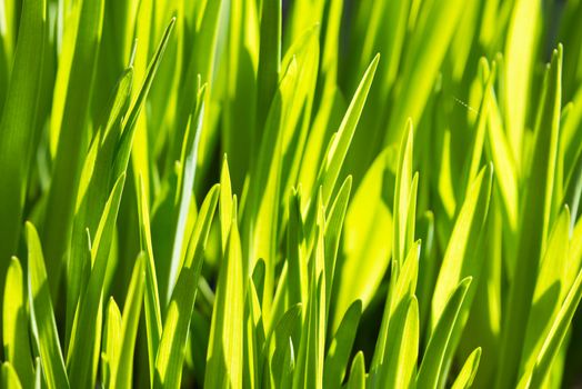 Macro view of the first spring sprouts of rich green grass, suitable as a background image