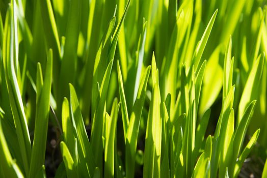 Macro view of the first spring sprouts of rich green grass, suitable as a background image