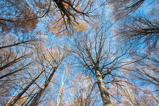 Colorful autumn treetops of a beech forest on a blue sky background