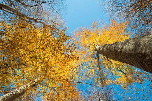 Horizontal close view of a beech trunk and colorful golden autumn foliage on a blue sky background