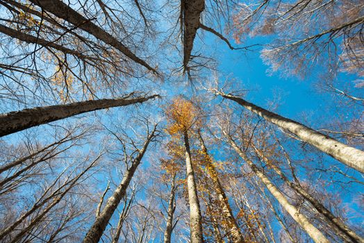 Upward perspective view of tall beech trees with colorful yellow leaves on a blue sky background