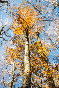 Vertical close view of a focused beech trunk and blurred colorful golden autumn treetop on a blue sky background
