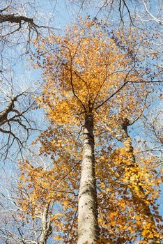 Vertical close view of a blurred beech trunk and focused colorful golden autumn treetop on a blue sky background